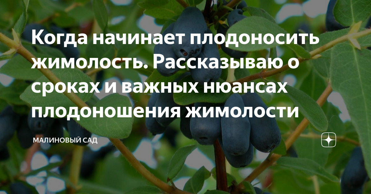 Период плодоношения жимолости. Когда начинает плодоносить. На какой год плодоносит жимолость после посадки.