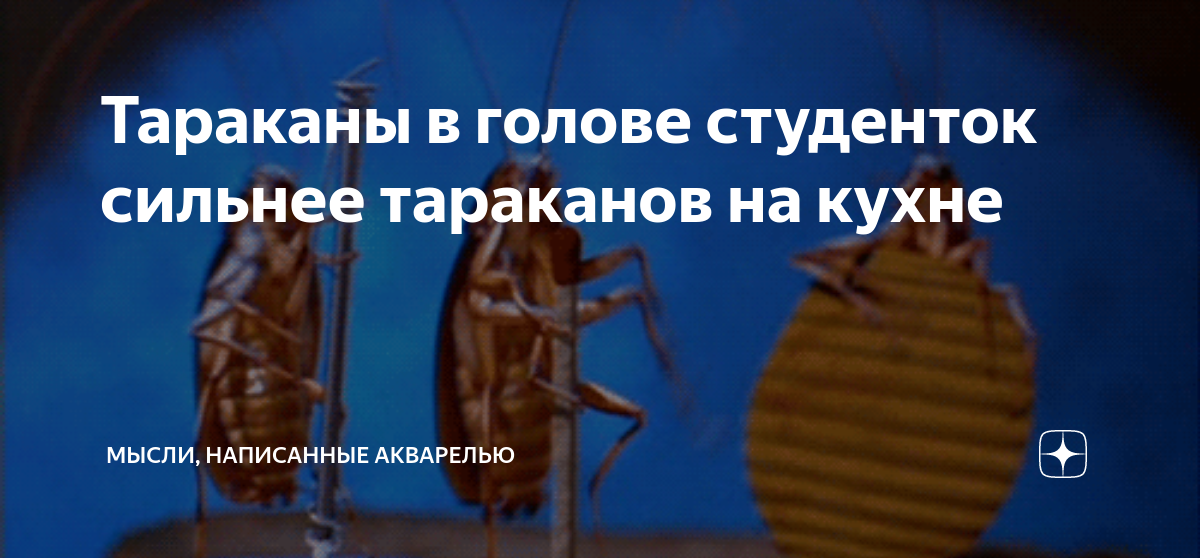 Тараканы в голове студенток сильнее тараканов на кухне | Мысли ...