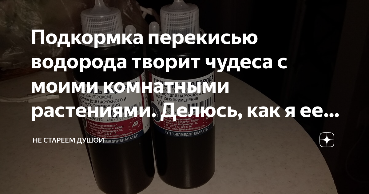 Перекись водорода для комнатных цветов. Перекись водорода для полива комнатных цветов пропорции. Подкормка перекисью водорода. Перекись водорода для цветов комнатных полив. Можно ли подкормить рассаду перекисью