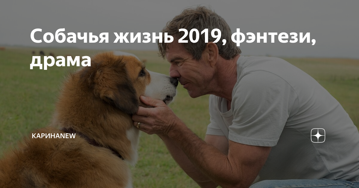 Собачья жизнь 2019. Собачья жизнь 2 Генри. Собачья жизнь 2 кореец. Собачья жизнь 2 китаец. Фильм про выставку собак.