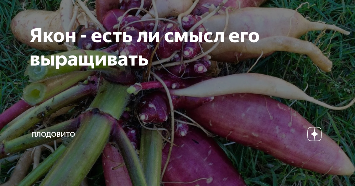Якон - есть ли смысл его выращивать | ПлодоВито | Дзен