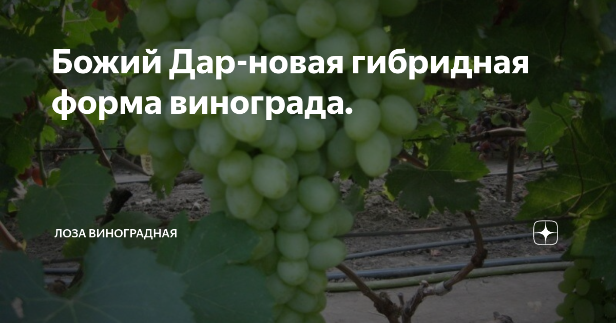 Виноград содружество описание сорта фото отзывы - MosRosa.ru