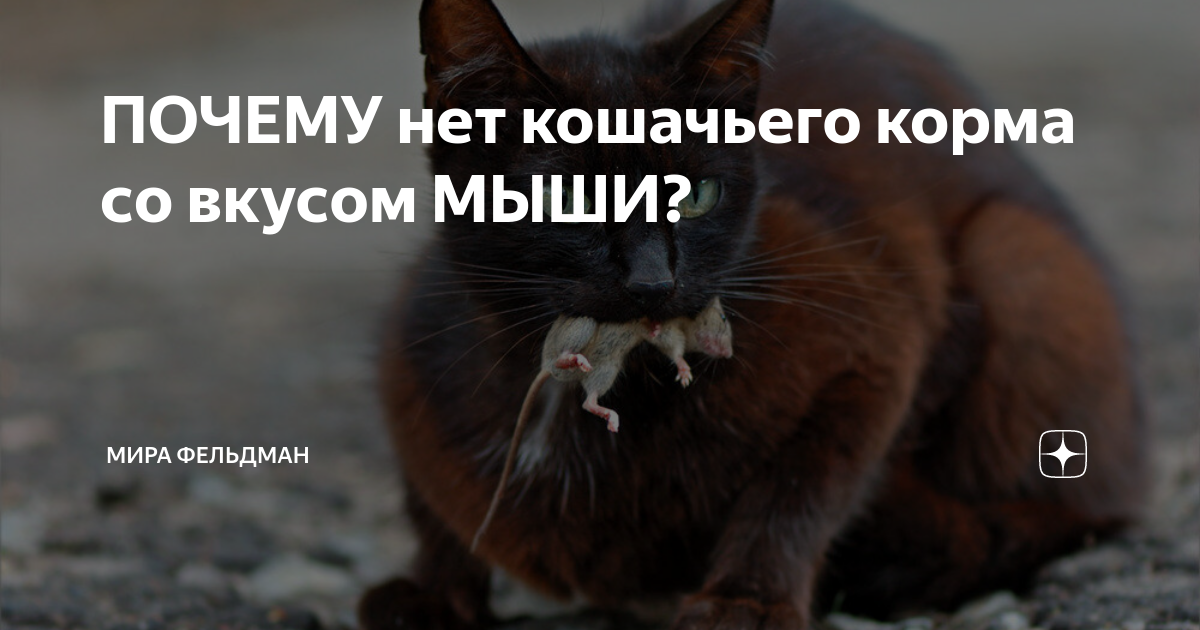 Почему производители не делают кошачий корм со вкусом мышки: объяснение [Кошки cats]