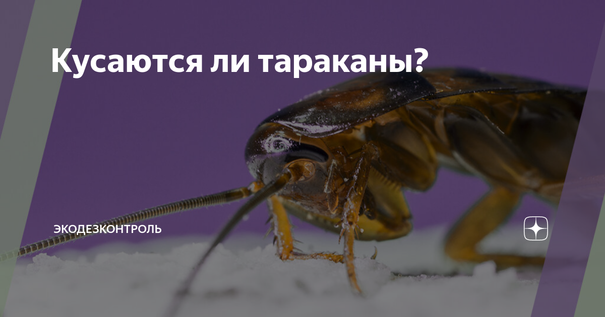 Кусаются ли тараканы? Укусы таракана: как определить, обработать, вылечить. Опас