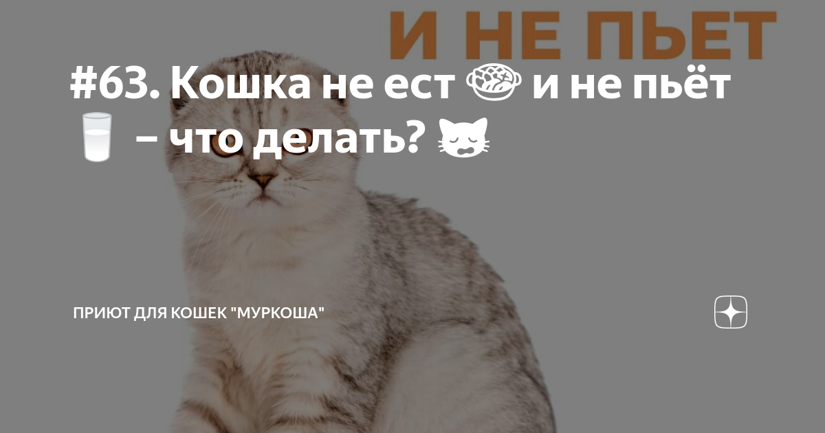 Кошка не ест и не пьет – что делать?