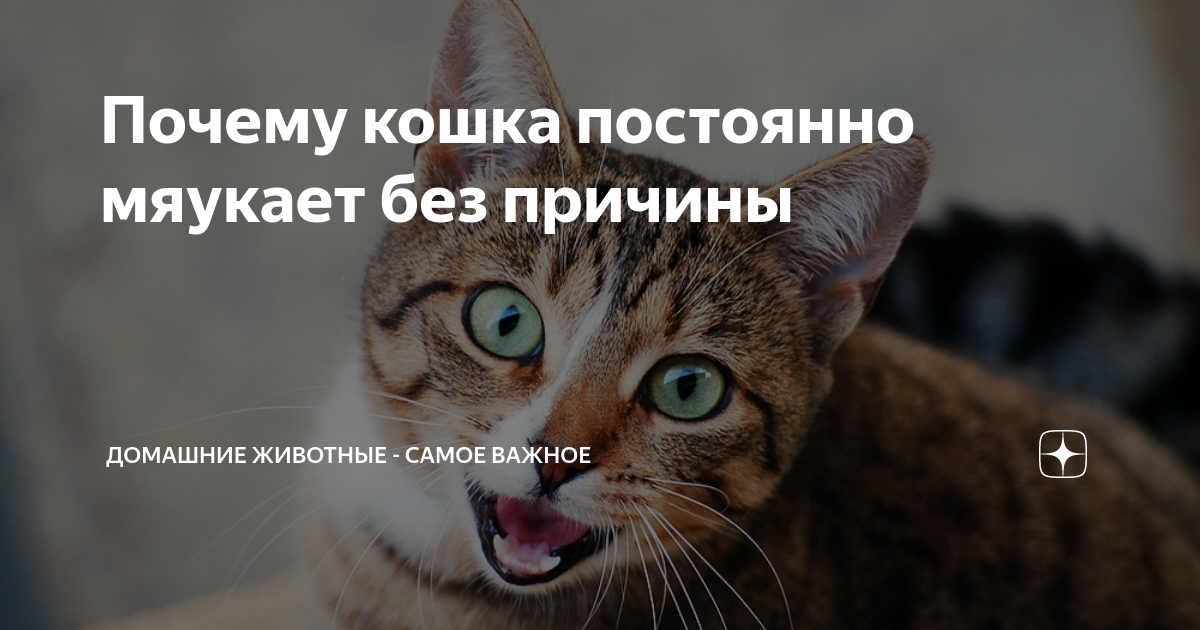 Кошка беспокойная после родов: что делать? | Royal Canin