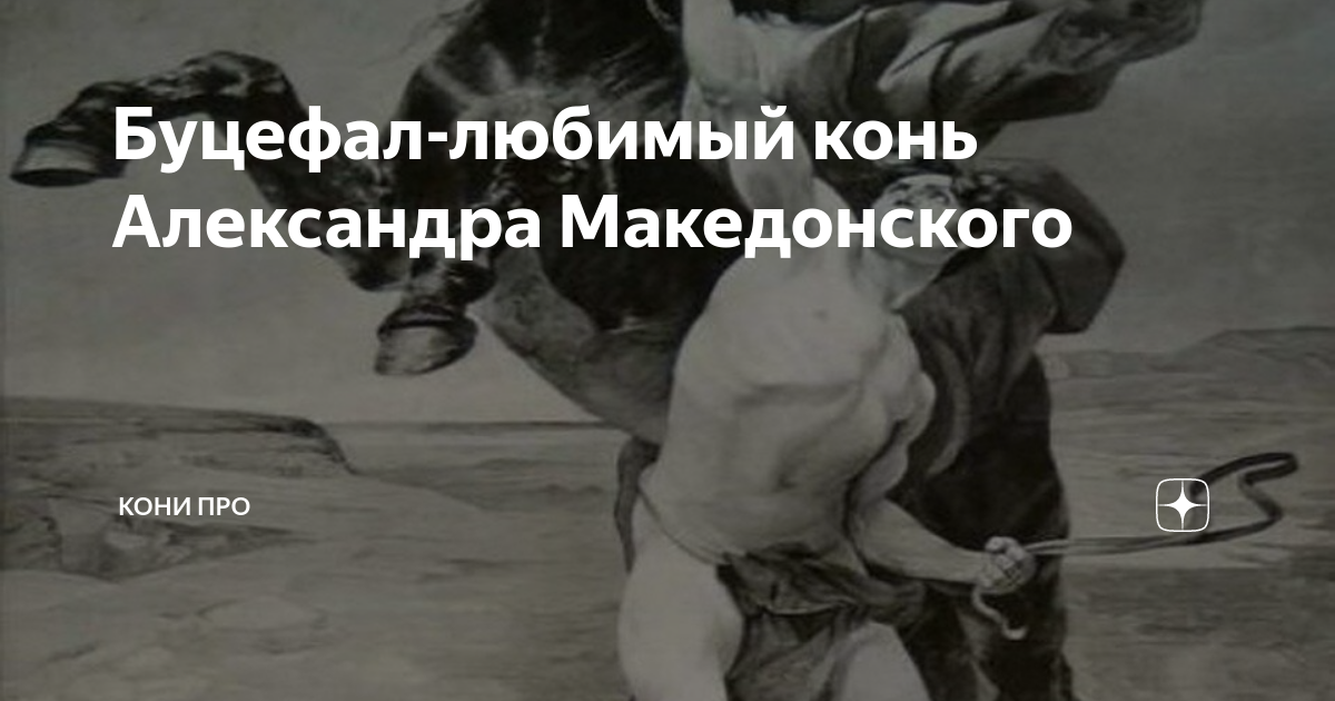 Буцефал-любимый конь Александра Македонского | Кони ПРО | Дзен