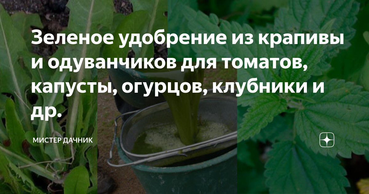 Настой крапивы для подкормки помидор. Удобрение для огурцов и помидоров. Процвнток про старое варенье для подкормки томатов и огурцов