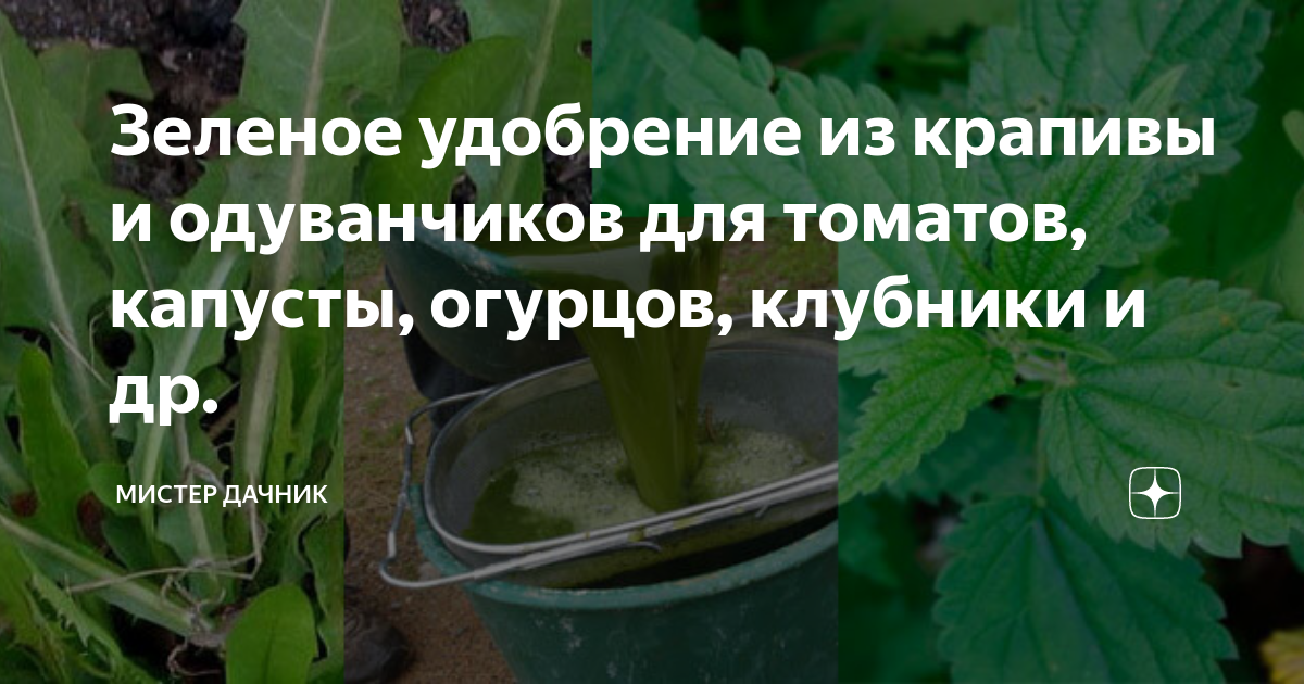 Крапива как удобрение для огурцов и томатов. Удобрение для огурцов и помидоров. Процвнток про старое варенье для подкормки томатов и огурцов.