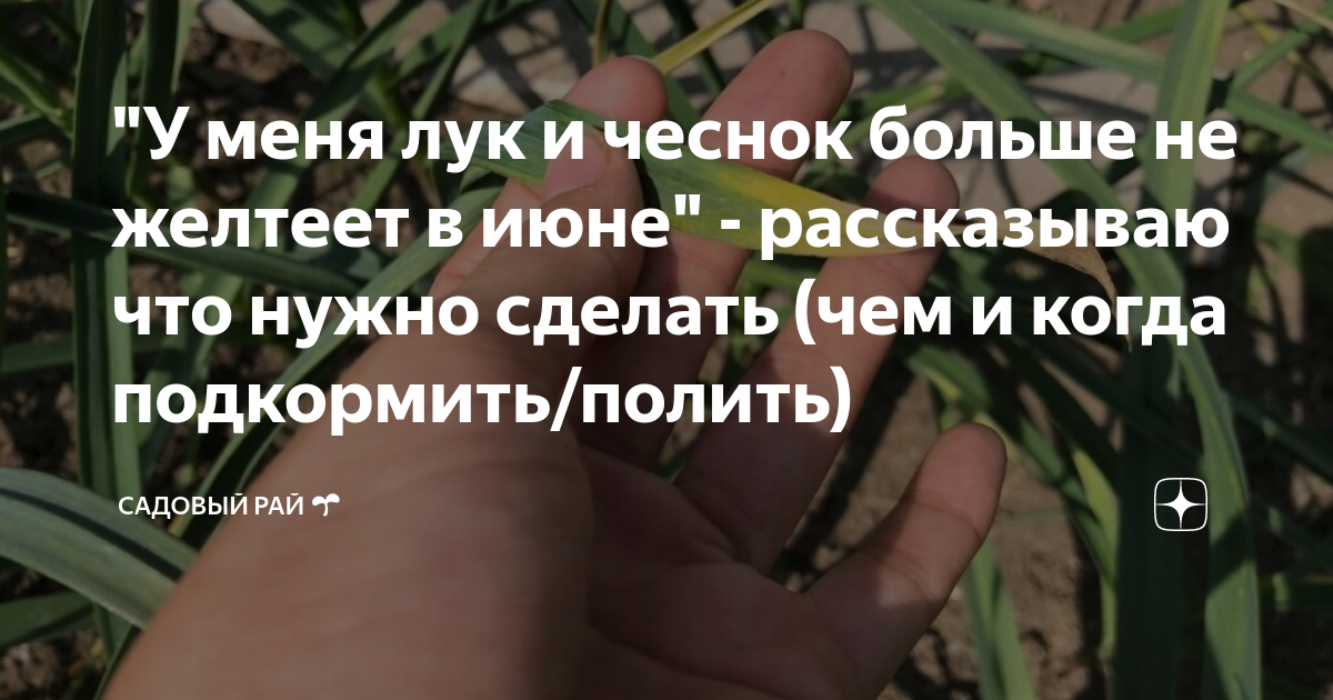 Чем можно подкормить лук в июне. Подкормить лук в июне. Желтеет чеснок чем полить и подкормить. Желтеет лук чем полить и подкормить. Лук желтеет чем полить в июне