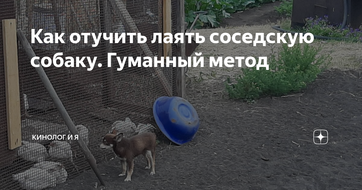 Сосед собачка. Как маленькую собаку отучить лаять. Как отучить соседскую собаку лаять?. Модернизация забора от соседской собаки. Как отучить собаку соседа лаять