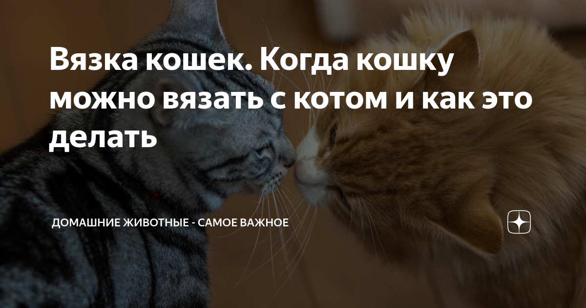 Вязка кошек. Когда кошку можно вязать с котом и как это делать