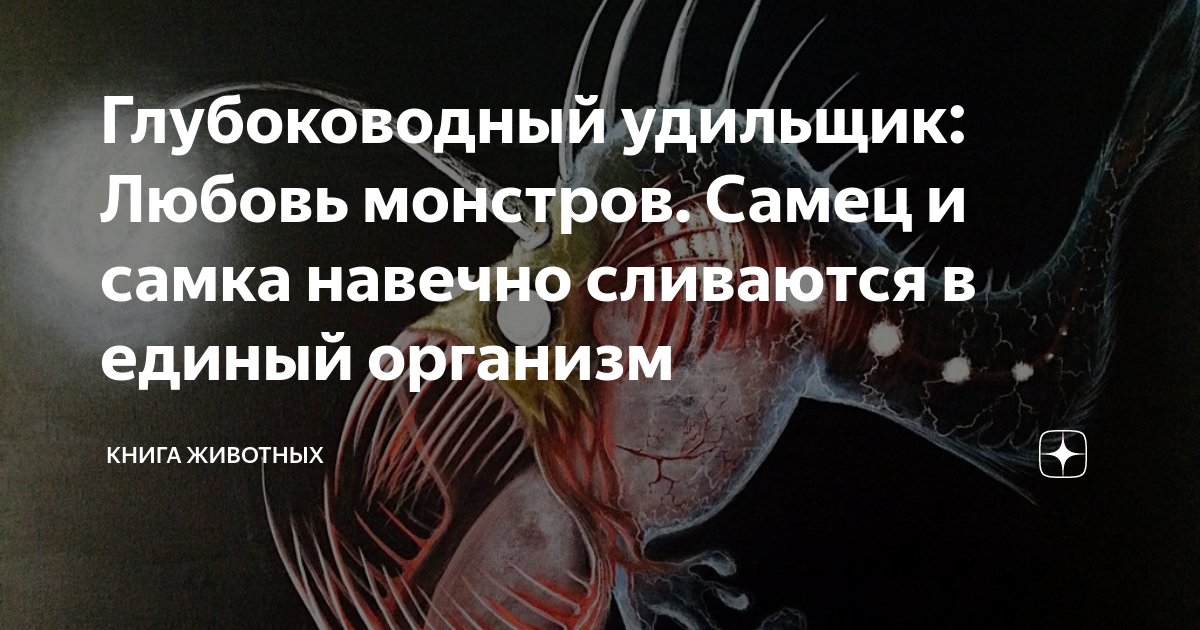 Глубоководный удильщик: Любовь монстров. Самец и самка навечно ...