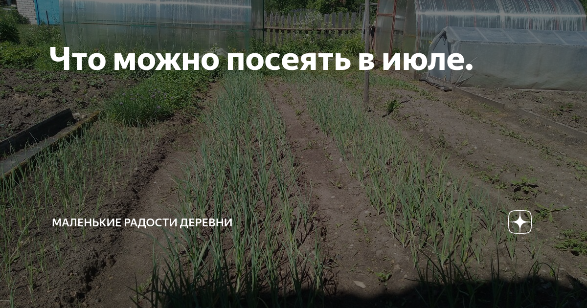Что можно посеять в июле. | Маленькие радости деревни | Дзен