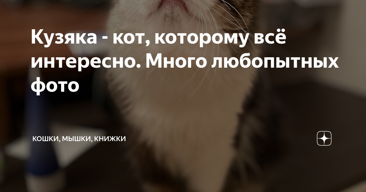 Кузяка. Кузяка дзен. Кузяка дзен кот. Кузяка. Кузяка кот новое.