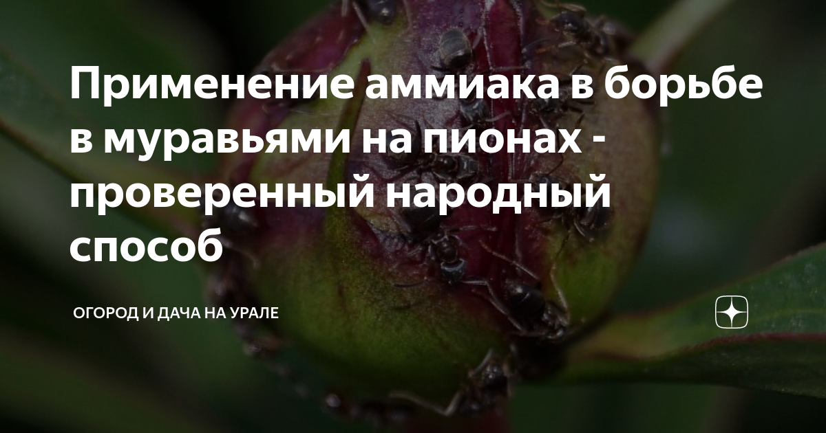 Муравьи на пионах как избавиться. От муравьёв на пионах. Муравьи на пионах.