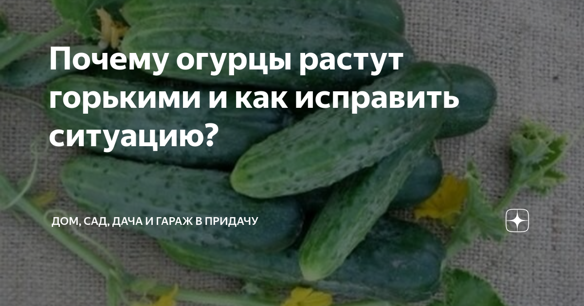 Почему огурцы замерли в росте. Чтобы огурцы не горчили. Почему огурцы горькие. Огурцы горчат причина. Почему огурцы горькие в открытом грунте.