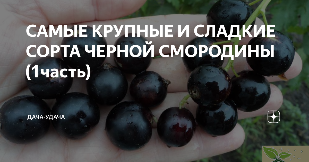 Смородина описание сорта фото отзывы садоводов