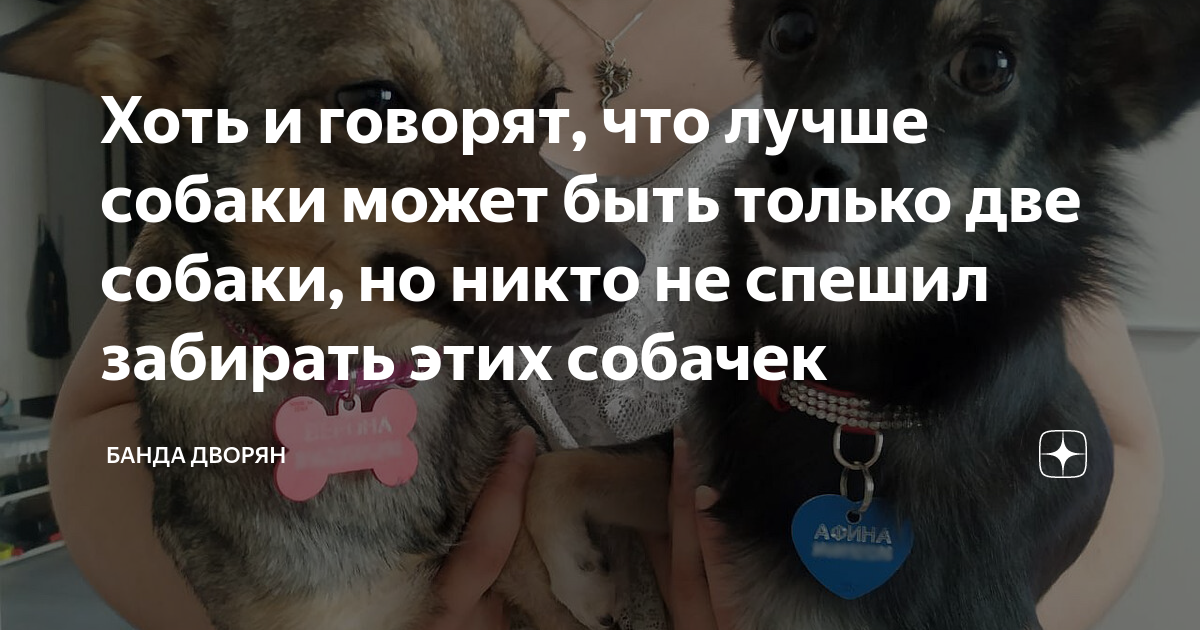 Хоть и говорят, что лучше собаки может быть только две собаки, но никто ...