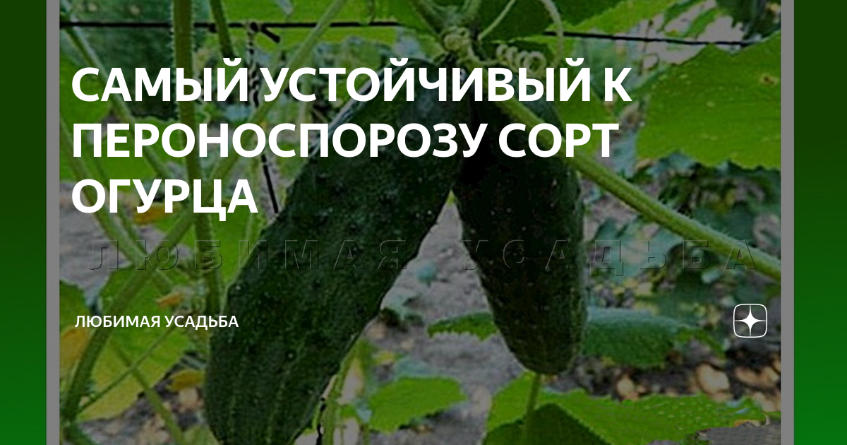 Самый устойчивый сорт огурцов. Сорта огурцов устойчивые к пероноспорозу и мучнистой росе. Гибриды устойчивые к пероноспорозу огурцы. Сорта огурцов устойчивые к пероноспорозу. Эффективные средства от пероноспороза огурцов.