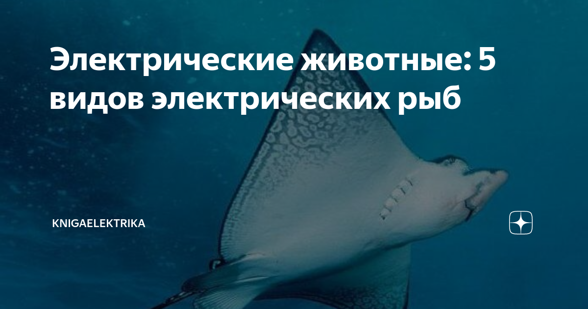 Электрические животные: 5 видов электрических рыб | KnigaElektrika | Дзен