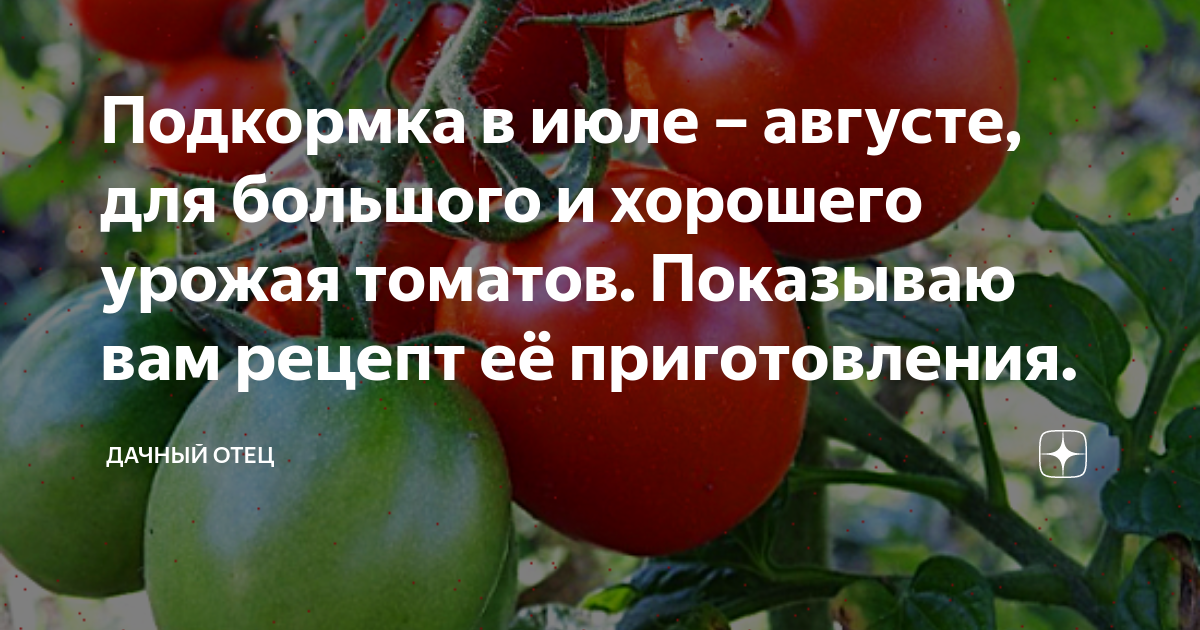 Чем подкармливать томаты для хорошего урожая. Подкормка томатов в июле. Подкормка томатов в августе. Чем подкормить помидоры в августе. Подкормка томатов июль август.