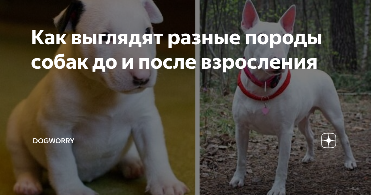 Как выглядят разные породы собак до и после взросления Dogworry Дзен