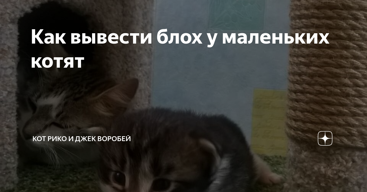 Как вывести блох у маленьких котят | Домашний зоопарк | Дзен