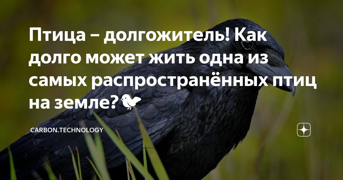продолжительность жизни разных животных - Школьные Знания.com