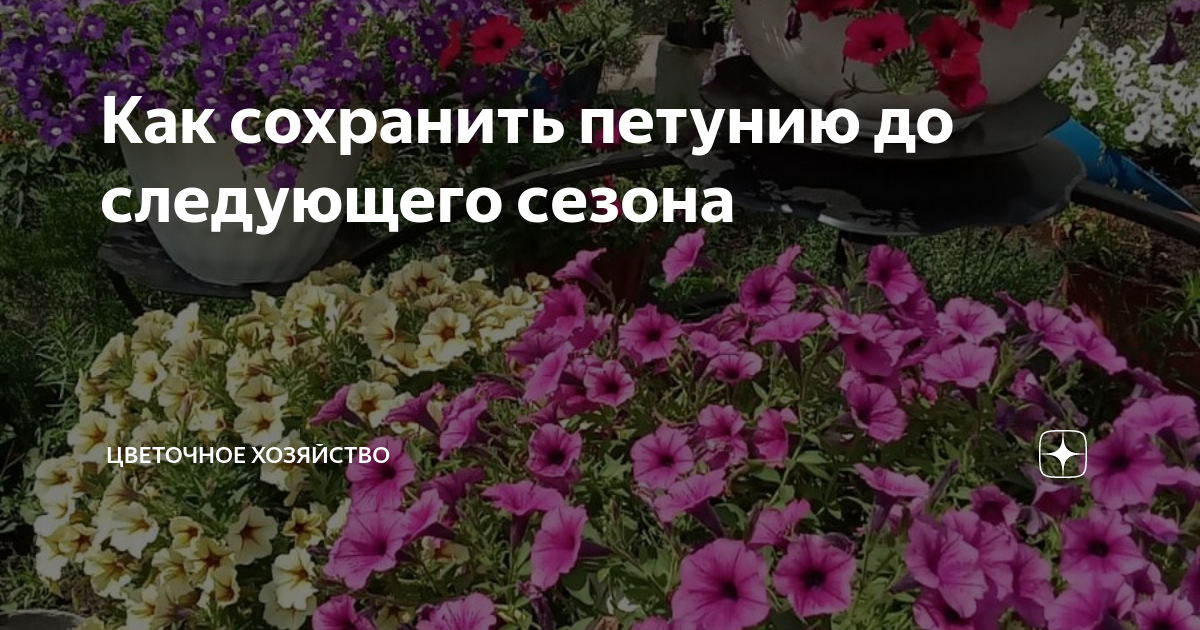 Как сохранить петунию до следующего года лета. Как сохранить петунию до следующего года. как сохранить вегетативную петунию до следующего года. как сохранить петунию до следующего года в подвале.