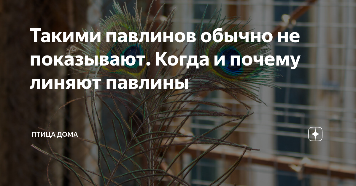 Такими павлинов обычно не показывают. Когда и почему линяют павлины | Птица  дома | Дзен