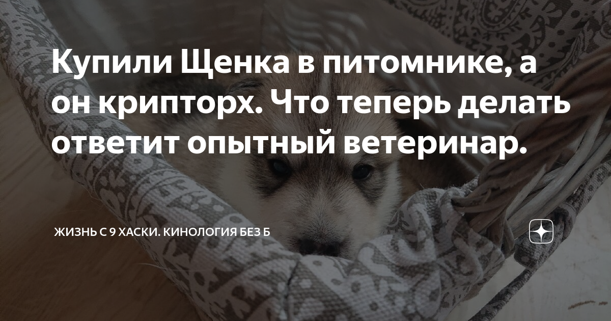 Купили Щенка в питомнике, а он крипторх. Что теперь делать ответит ...