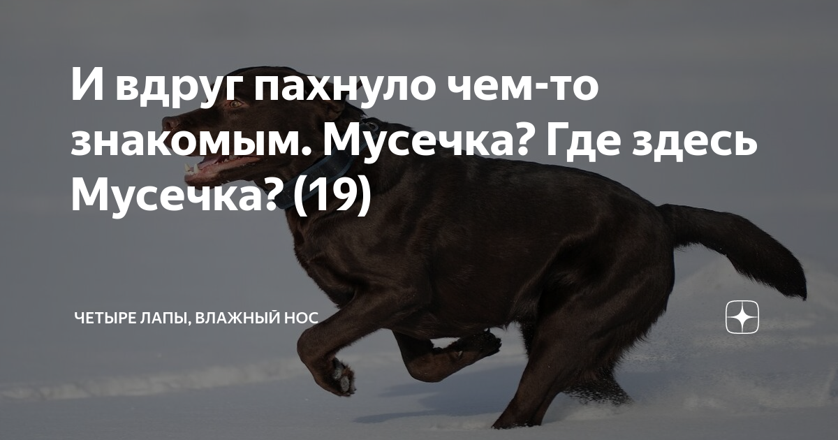 И вдруг пахнуло чем-то знакомым. Мусечка? Где здесь Мусечка? (19 ...