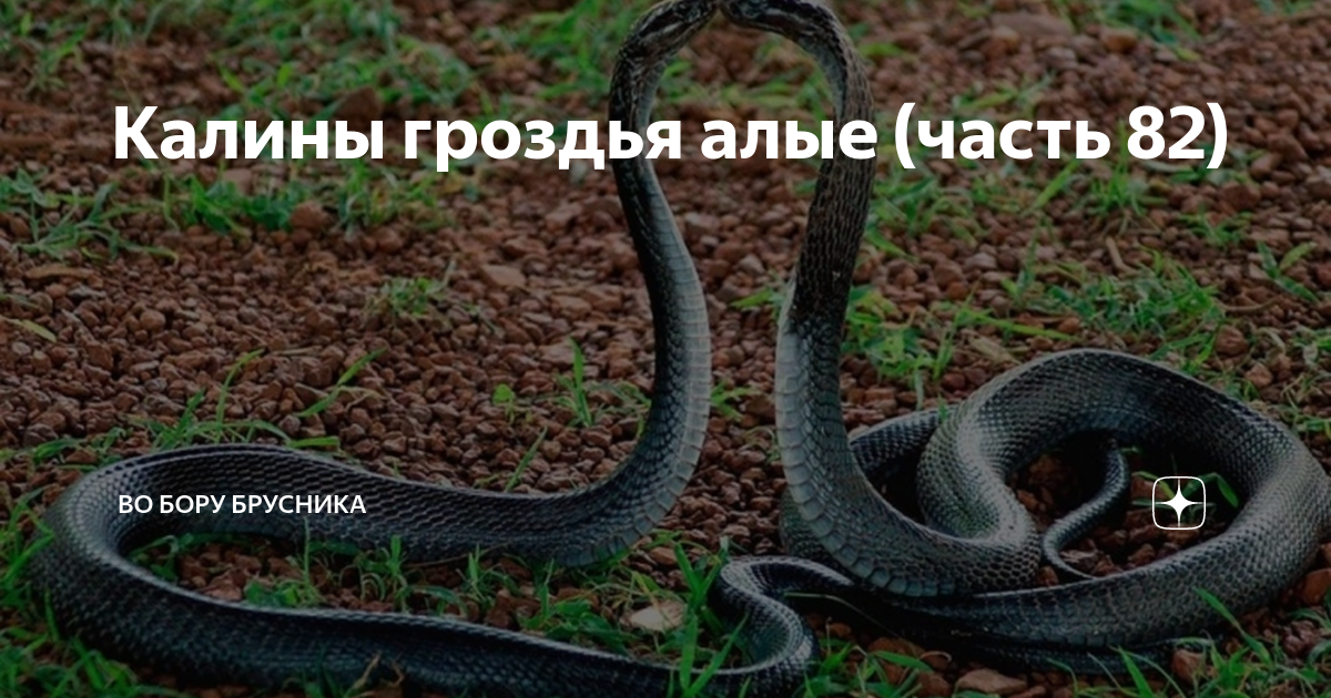 Калины гроздья алые рассказ