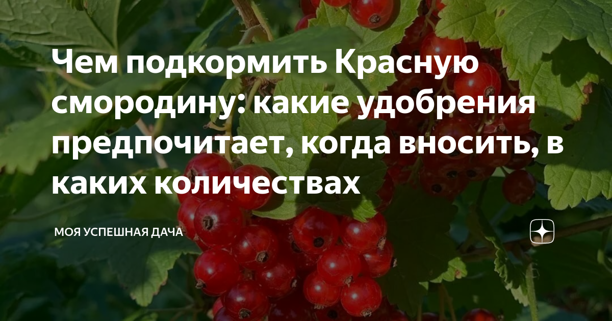 Чем подкормить Красную смородину: какие удобрения предпочитает, когда ...