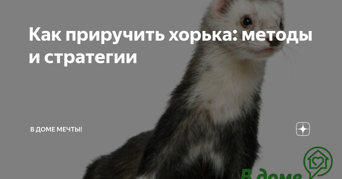 Как приручить хорька. Как приручить хорька в майнкрафте. здохшаый хорекк.