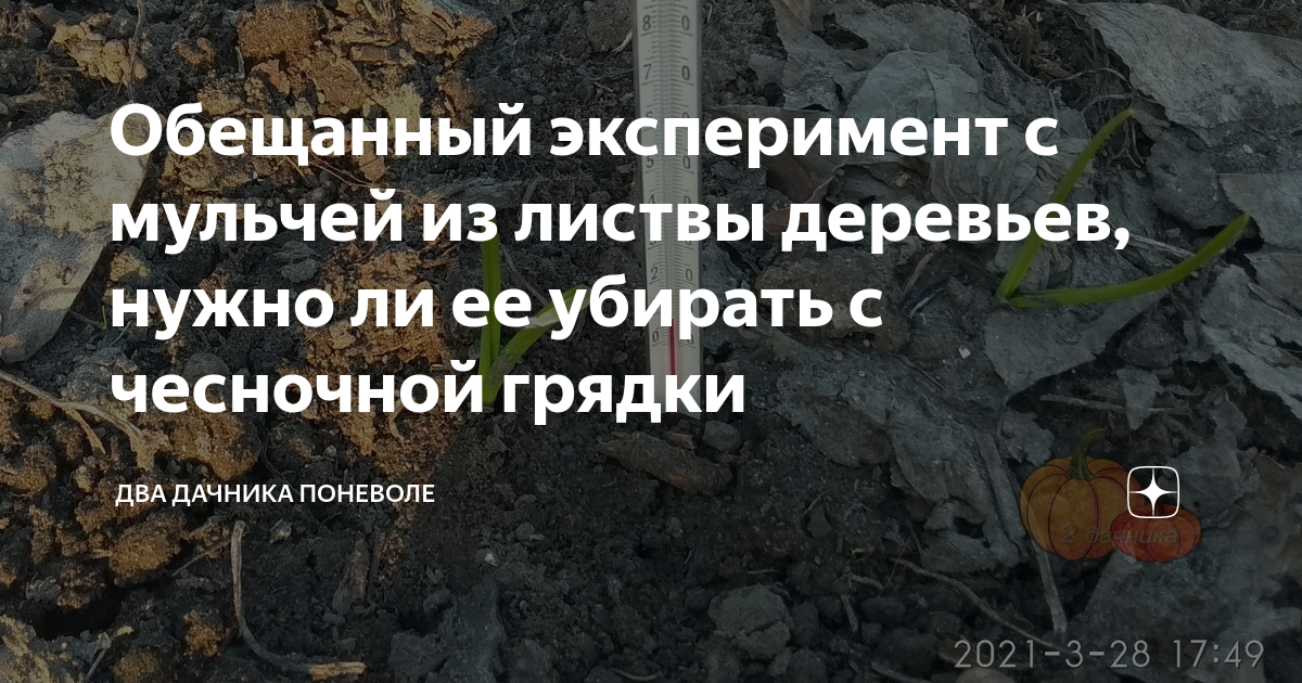 Обещанный эксперимент с мульчей из листвы деревьев, нужно ли ее убирать ...