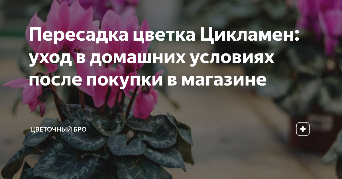 Цикламен: особенности содержания цикламенов персидского и европейского в домашних условиях