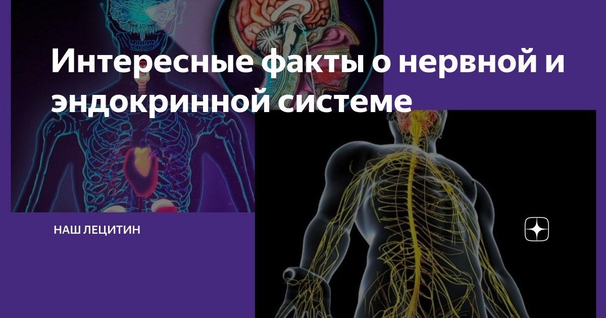 Связывает нервную и эндокринную системы. Интересные факты о нервной системе. Нервная и эндокринная система. Интересные факты о спинном мозге. Интересные факты о нервной системе человека 8 класс.