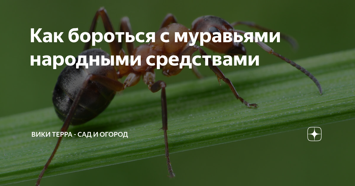  бороться с муравьями народными средствами | Вики Терра - Сад и .