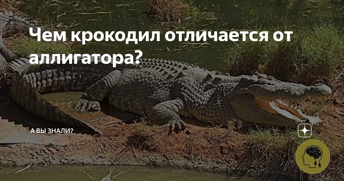 Чем отличается крокодил от аллигатора и каймана фото и описание
