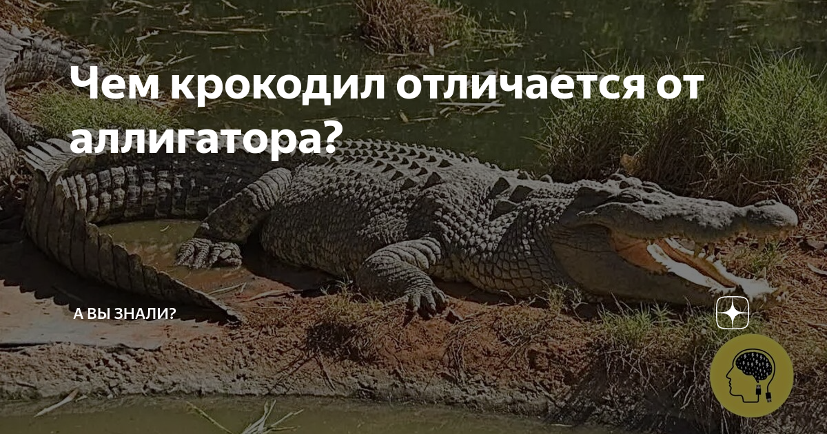 Чем крокодил отличается от аллигатора? | А вы знали? | Дзен