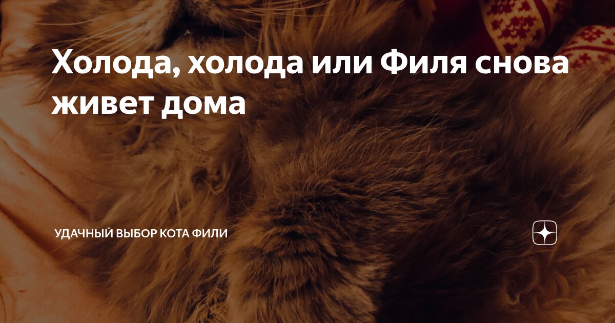 Холода, холода или Филя снова живет дома | Удачный выбор кота Фили | Дзен