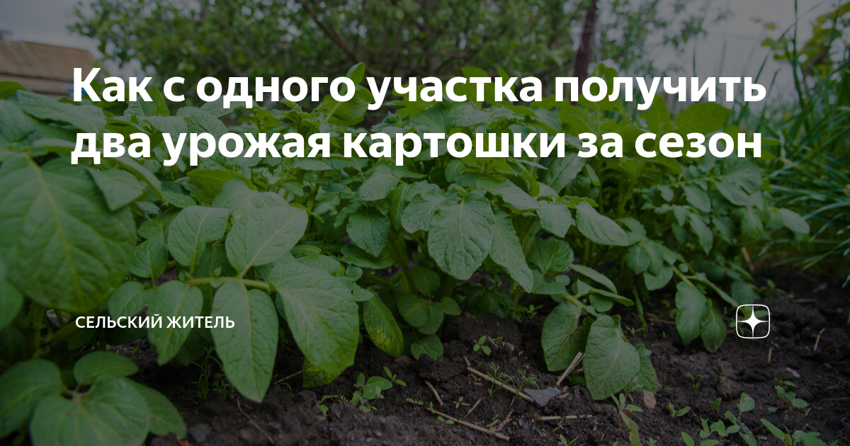 Как с одного участка получить два урожая картошки за сезон | Сельский ...