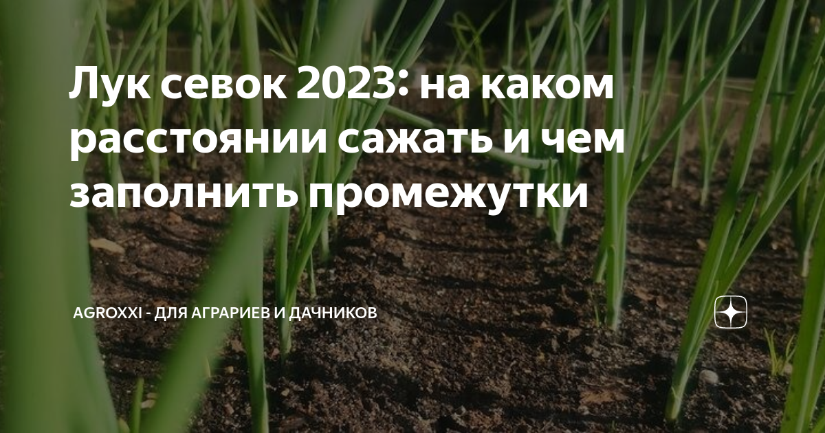 На каком расстоянии сажать семейный лук весной На каком расстоянии сажать семейный лук весной