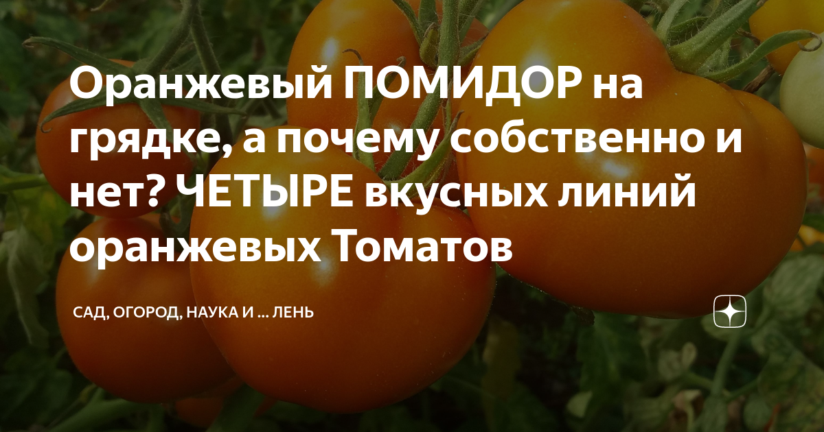Оранжевый ПОМИДОР на грядке, а почему собственно и нет? ЧЕТЫРЕ вкусных ...