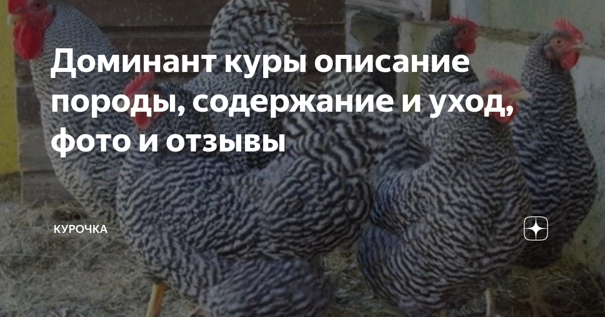 Куры Доминант Суссекс Д 104 фото и описание, отзывы