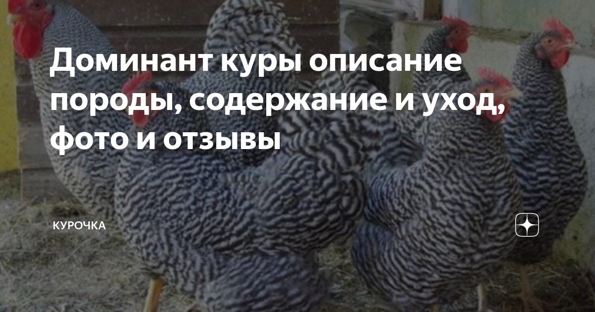 Куры доминант яйца фото и описание. Куры породы чешский Доминант. Доминант 107 куры. Кросс Доминант куры. Доминанты порода кур.