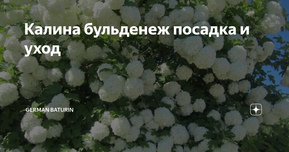 Калина Бульдонеж во Владивостоке Многолетние растения. Товары для сада и огорода