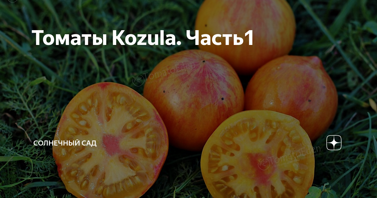 Томат козула. Томат Kozula 141/1. Козула 141/2 томат. Козула 156/1 томат. Козула 156 / Kozula 156.